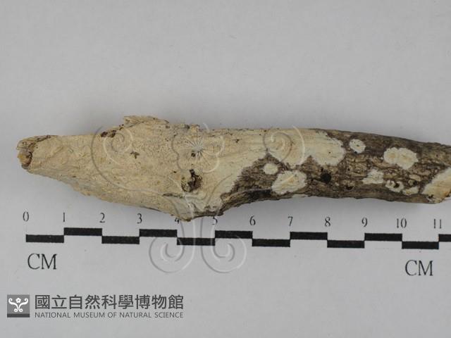 射脈菌屬藏品圖，第1張