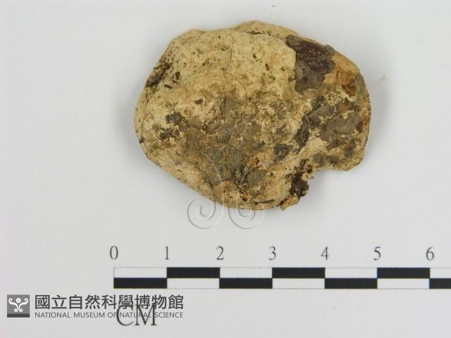 登錄號:F0009738藏品圖，第1張