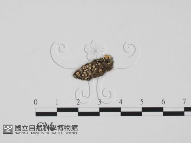 登錄號:F0019738藏品圖，第1張