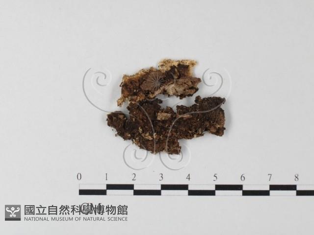 齒耳菌屬藏品圖，第1張