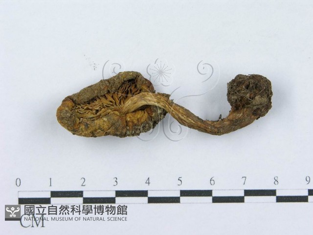 登錄號:F0003738藏品圖，第1張