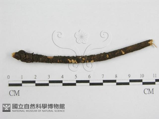 微皮傘屬藏品圖，第1張