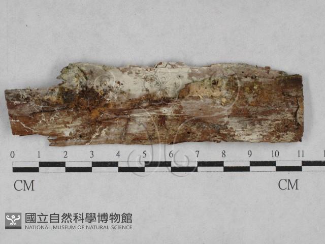 登錄號:F0028538藏品圖，第1張