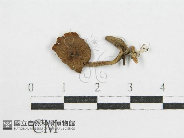 登錄號:F0008538藏品圖，第1張