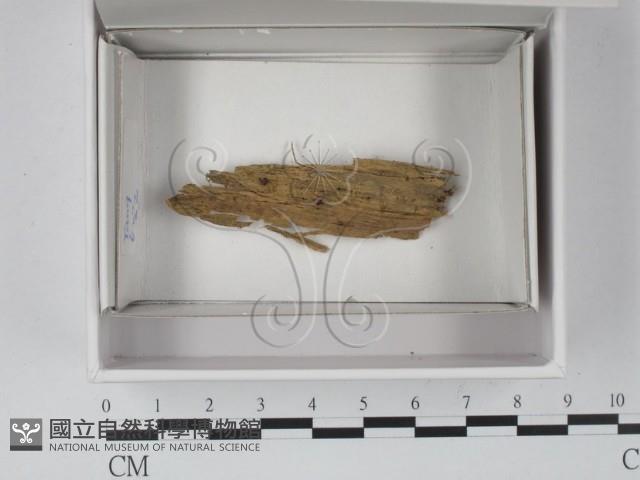 登錄號:F0020538藏品圖，第1張