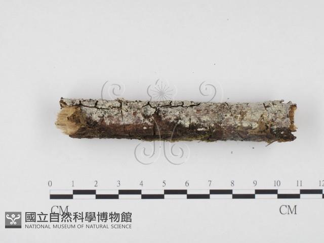登錄號:F0000538藏品圖，第1張