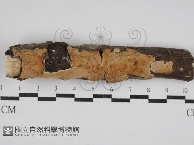 登錄號:F0030538藏品圖，第1張