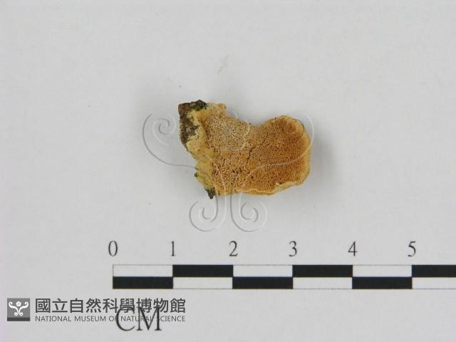 登錄號:F0006538藏品圖，第1張