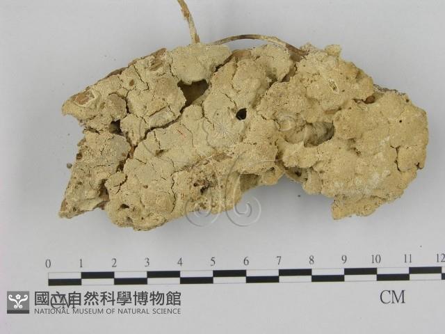 寡孔菌屬藏品圖，第1張