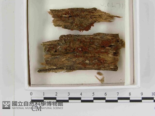 登錄號:F0021538藏品圖，第1張