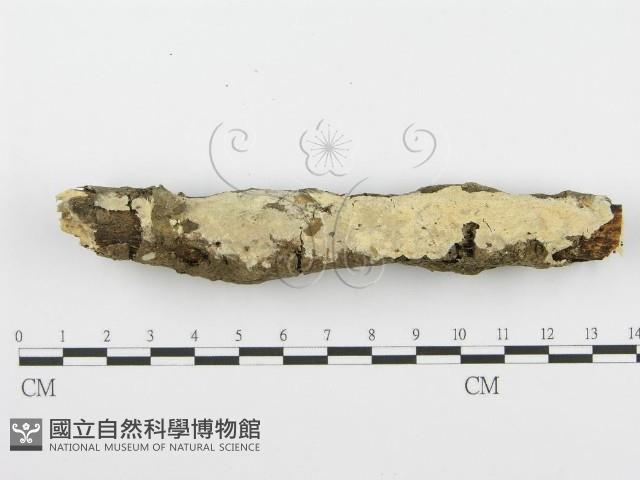 登錄號:F0001538藏品圖，第1張