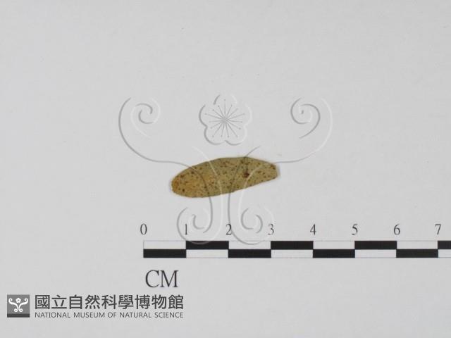 登錄號:F0011538藏品圖，第1張