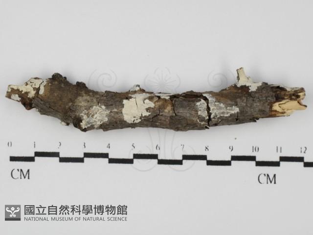 顯絲菌屬藏品圖，第1張