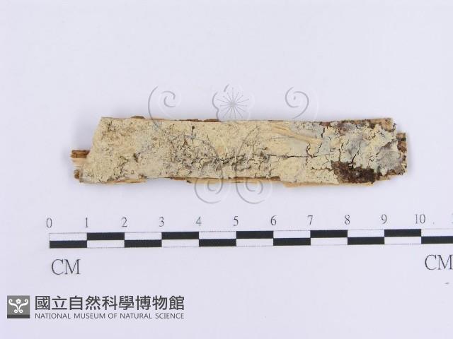登錄號:F0004538藏品圖，第1張