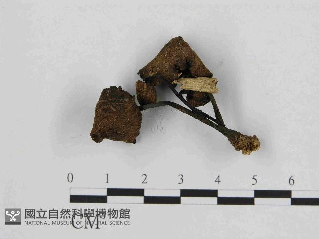 登錄號:F0014538藏品圖，第1張