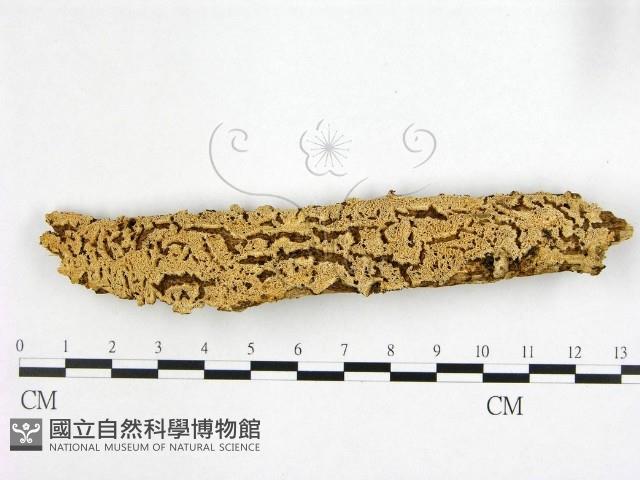 登錄號:F0022538藏品圖，第1張