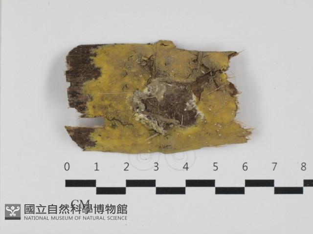 登錄號:F0032538藏品圖，第1張