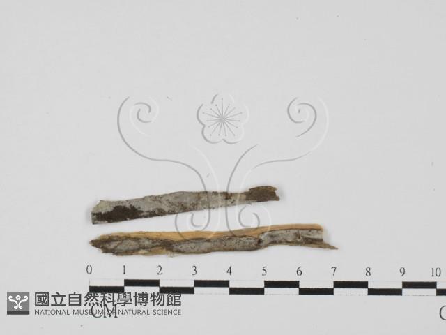 登錄號:F0027538藏品圖，第1張