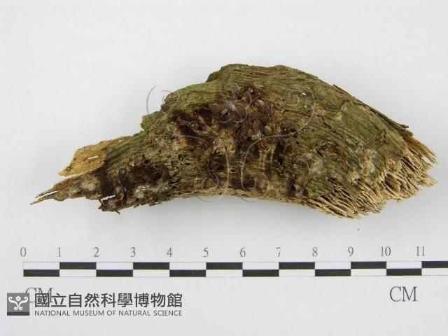 登錄號:F0007538藏品圖，第1張