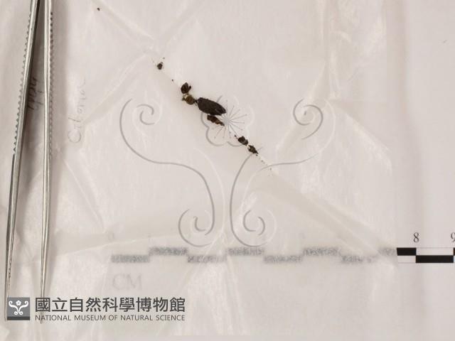 登錄號:F0015538藏品圖，第1張