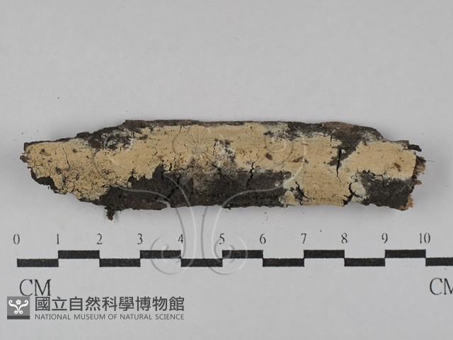 射脈菌屬藏品圖，第1張