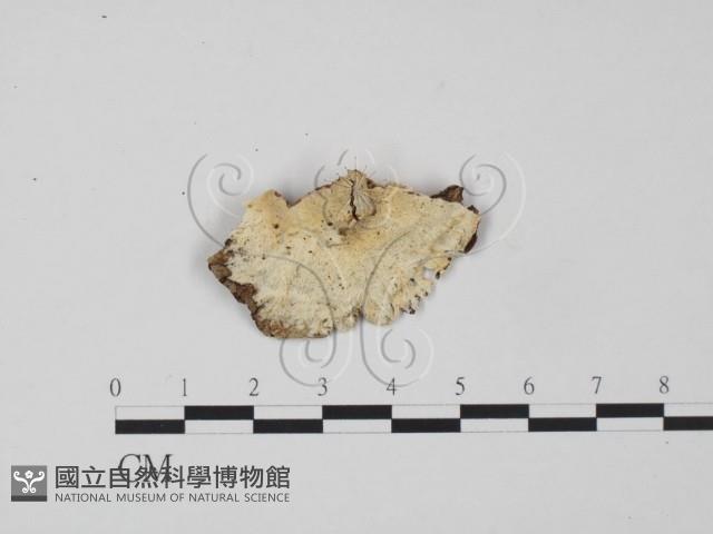 登錄號:F0009538藏品圖，第1張