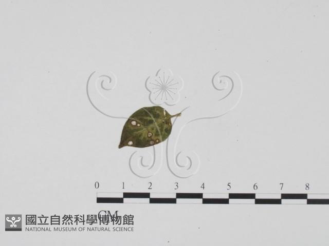 登錄號:F0019538藏品圖，第1張
