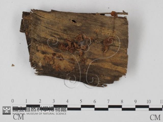 登錄號:F0023538藏品圖，第1張