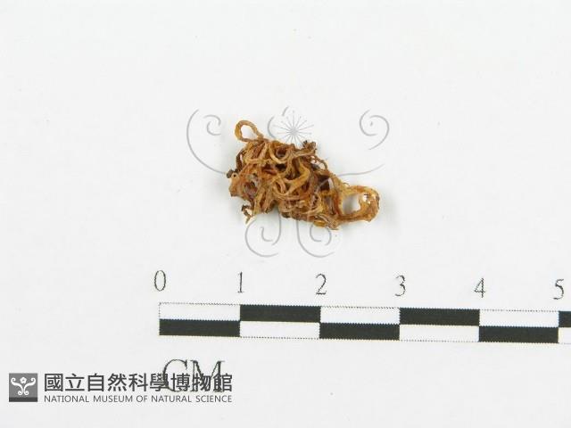 登錄號:F0013538藏品圖，第1張