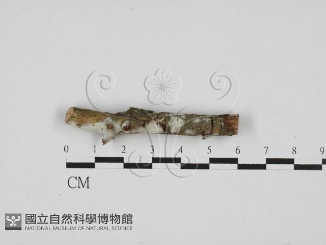 剛毛絲皮菌藏品圖，第1張