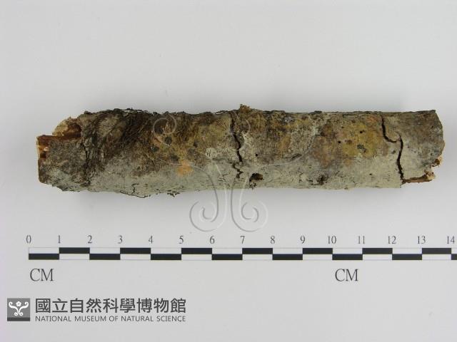 絲皮菌屬藏品圖，第1張