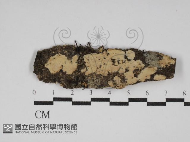 登錄號:F0030138藏品圖，第1張