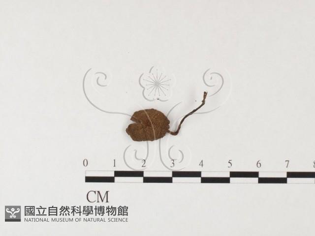 登錄號:F0026138藏品圖，第1張