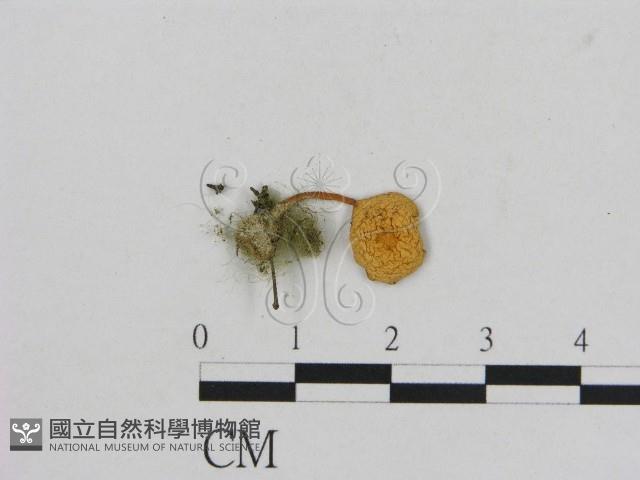 小菇屬藏品圖，第1張