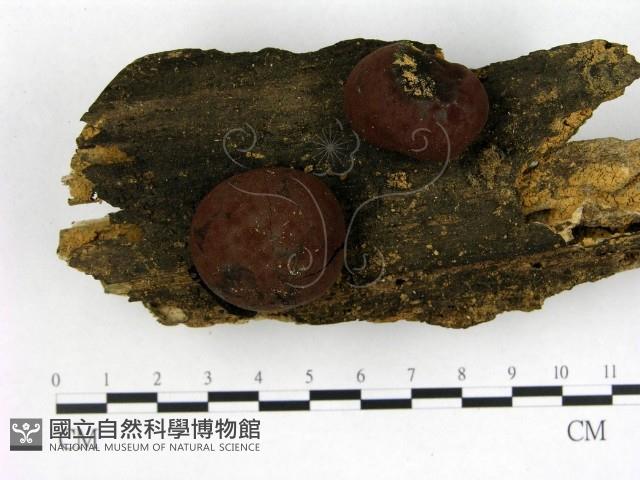 登錄號:F0001138藏品圖，第1張