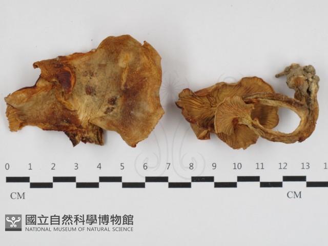 登錄號:F0011138藏品圖，第1張