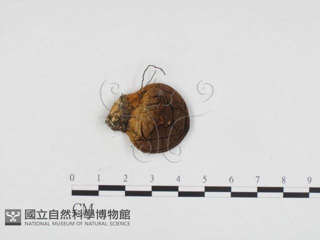 登錄號:F0024138藏品圖，第1張