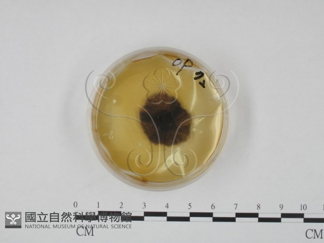 登錄號:F0022138藏品圖，第1張