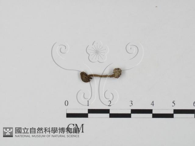 登錄號:F0002138藏品圖，第1張