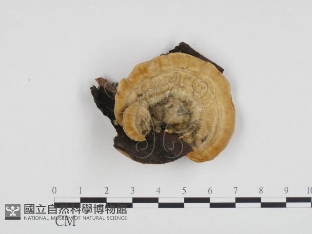 登錄號:F0012138藏品圖，第1張