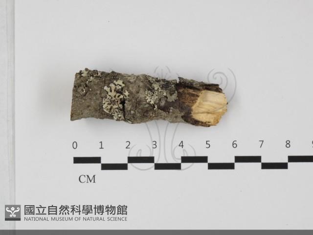 擬射脈菌屬藏品圖，第1張
