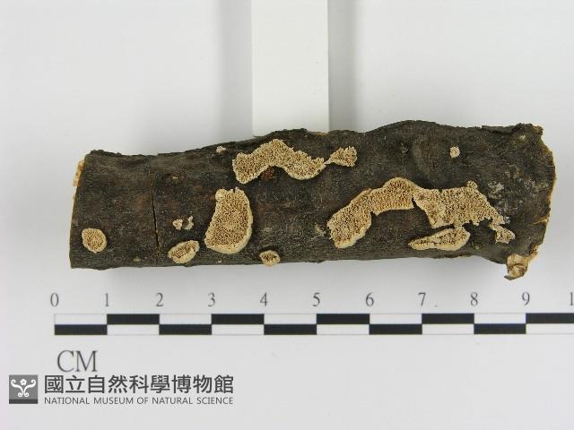 耙菌屬藏品圖，第1張
