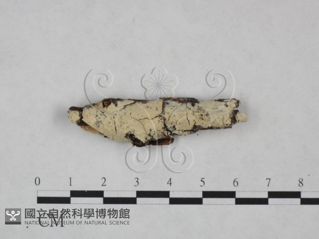 登錄號:F0025138藏品圖，第1張