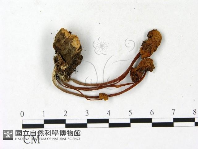 登錄號:F0023138藏品圖，第1張