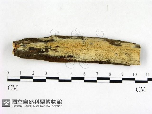 登錄號:F0003138藏品圖，第1張