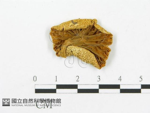 登錄號:F0013138藏品圖，第1張