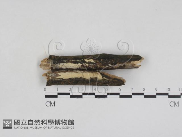 登錄號:F0028038藏品圖，第1張