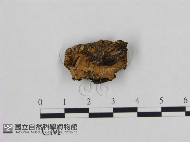 銳孔菌屬藏品圖，第1張