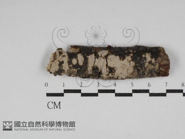 登錄號:F0030038藏品圖，第1張