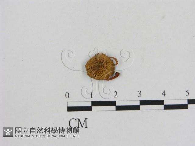 小菇屬藏品圖，第1張